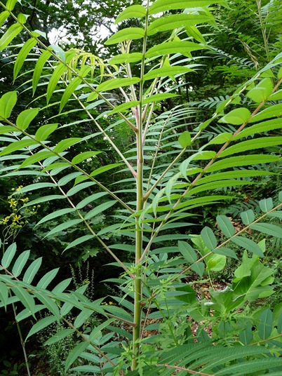 {Rhus typhina}